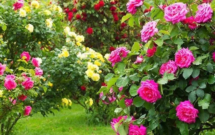 Sofia Διαμέρισμα